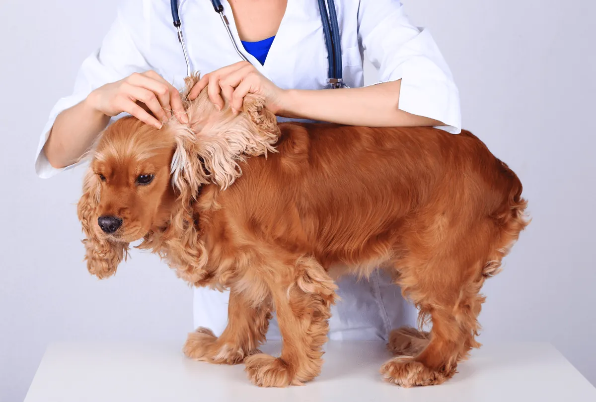Veterinarian with stethoscope examining cocker spaniel dog's skin