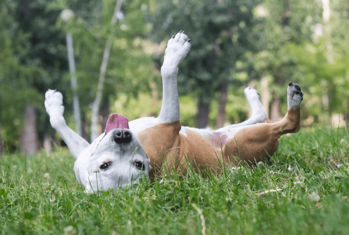 Brown and white dog rolling on grass with all four paws up