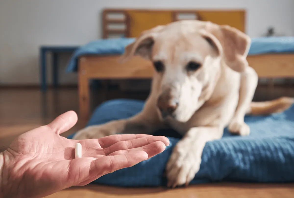 Hand offering pill tablet to cream-colored Labrador dog indoors