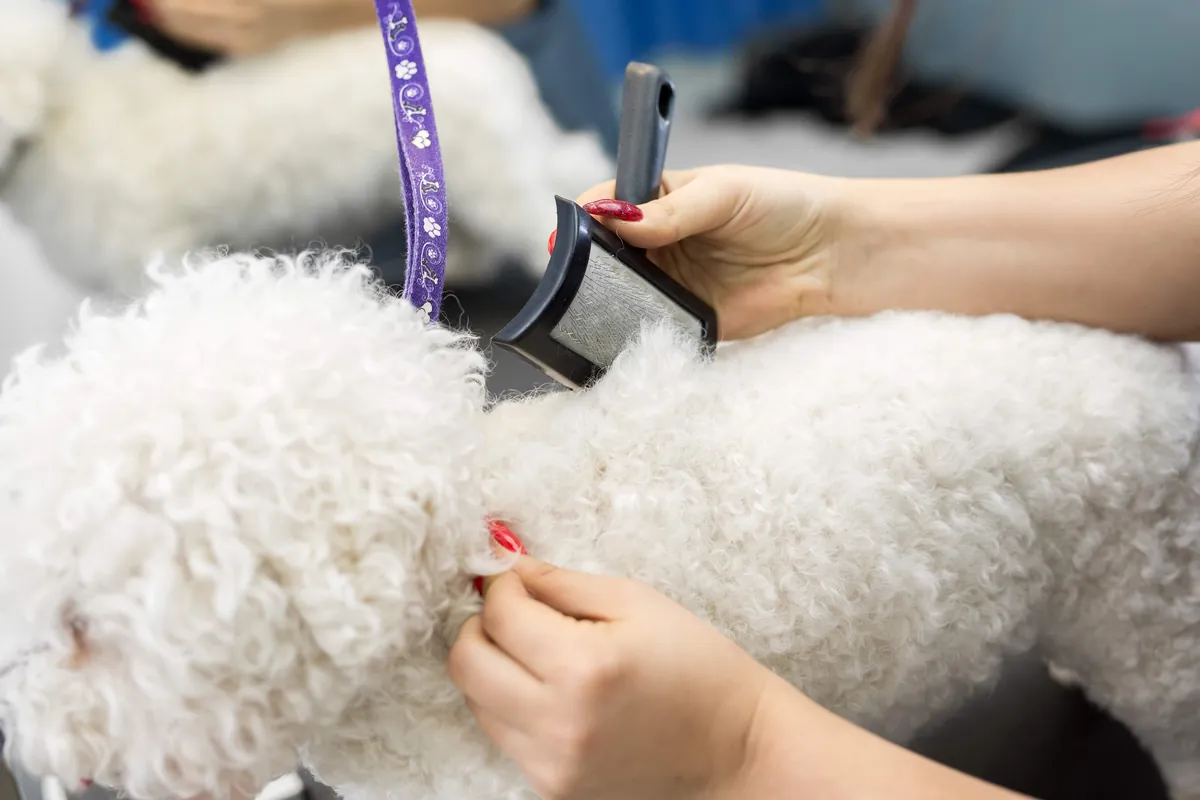 White Bichon Frise dog being groomed with slicker brush