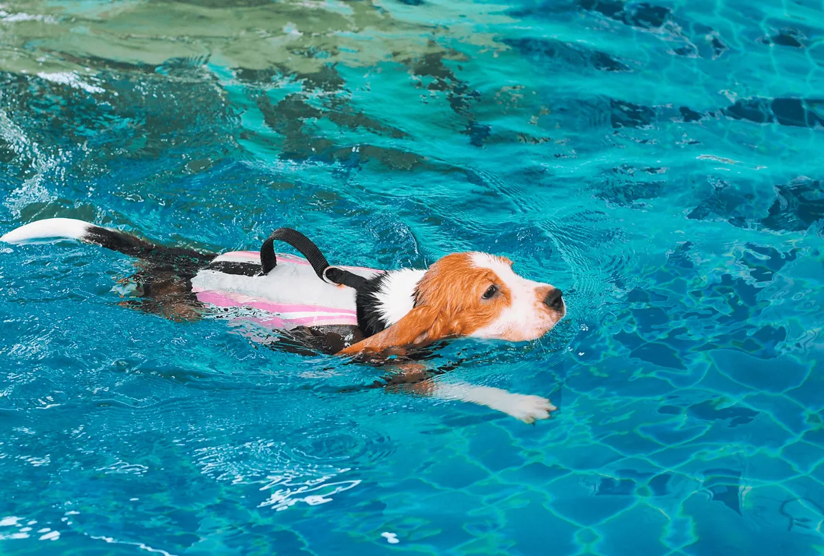 Orange and white dog swimming in pool wearing pink flotation