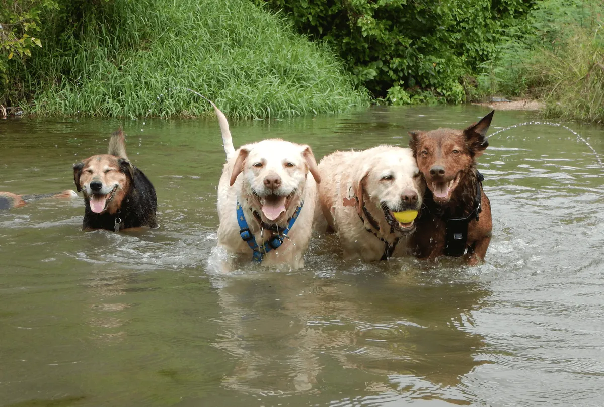 Four dogs swimming in natural water with reeds and plants