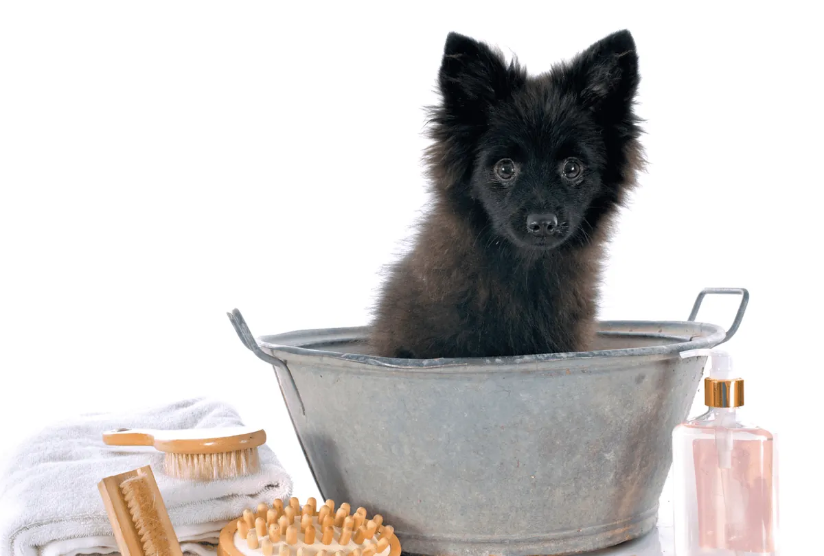 Black dog in metal bathtub with brushes and grooming supplies