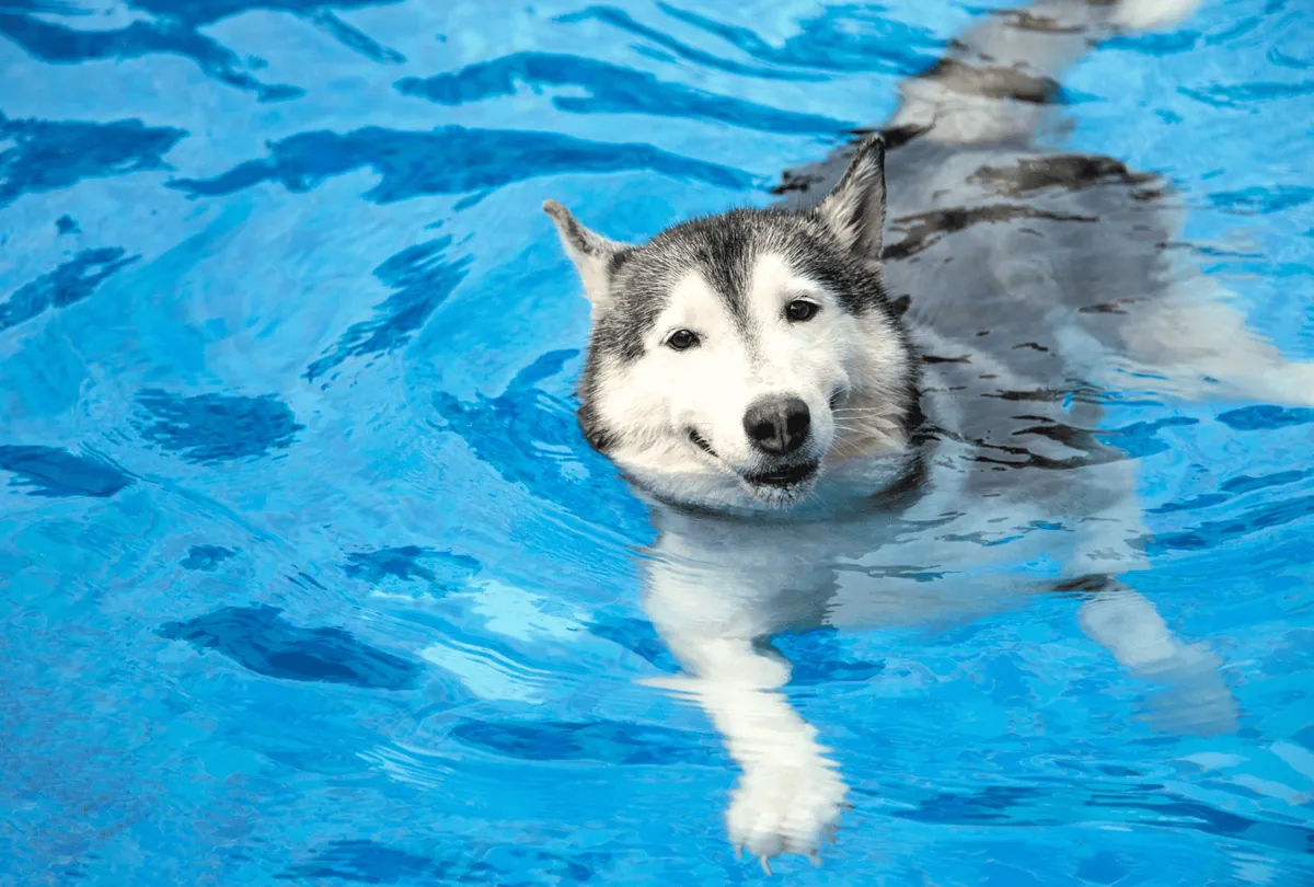 The Benefits of Swimming for Dogs: Health and Fun