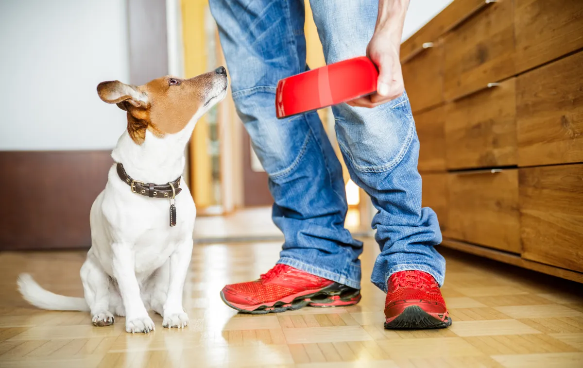 Brown and white dog looking up at person offering red treat