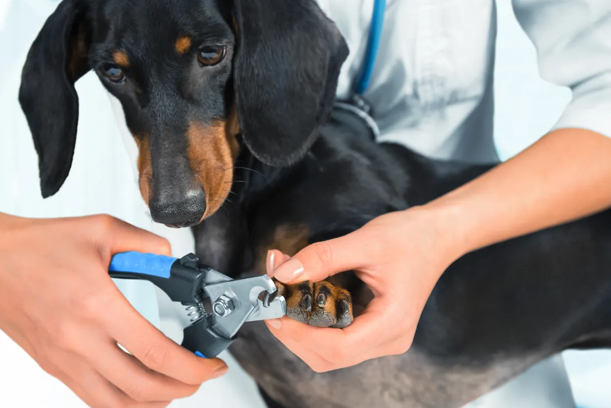 Veterinarian trimming black and tan dog's nails with clippers