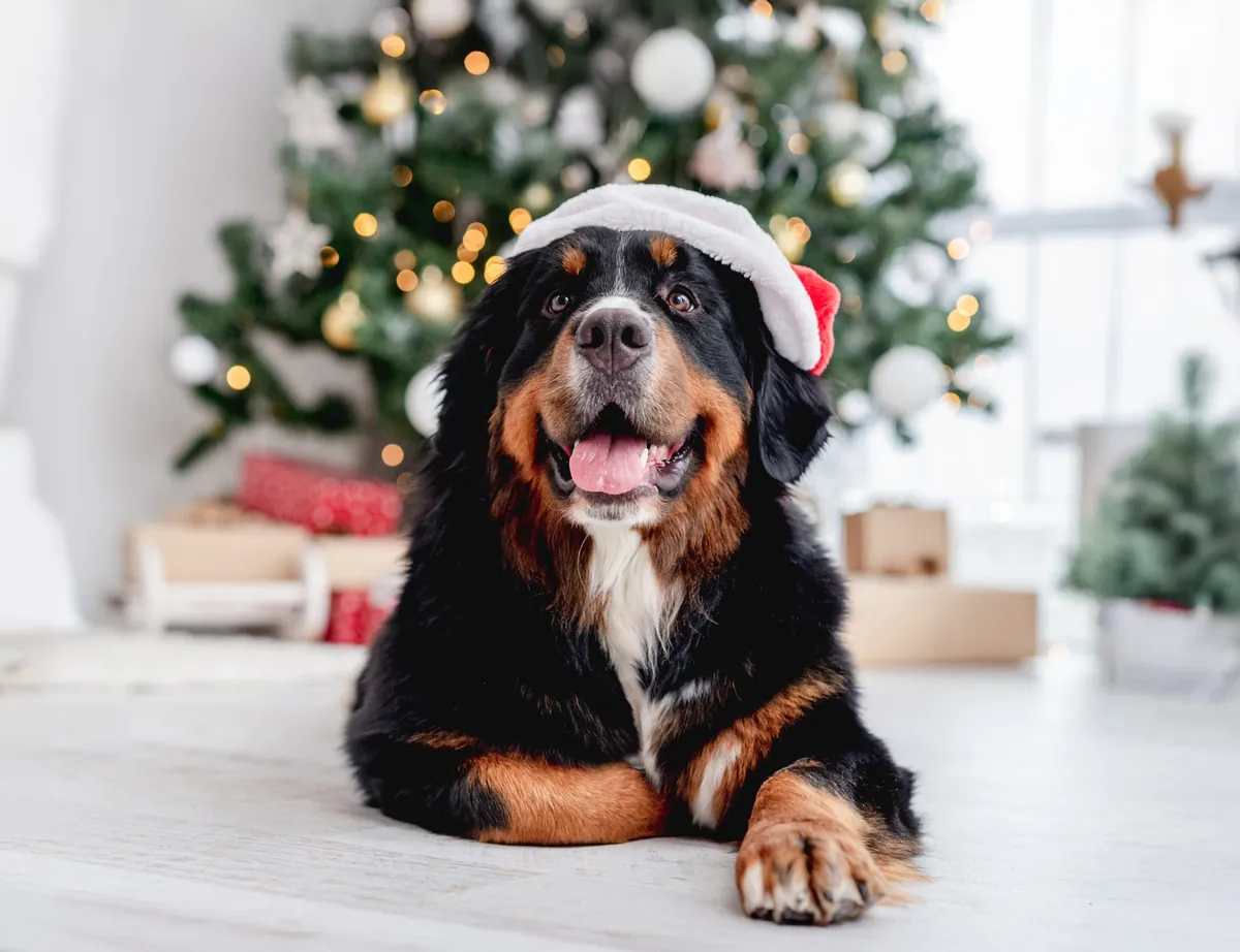 7 Holiday Safety for Dogs: How to Keep Your Pup Safe from Festive Hazards