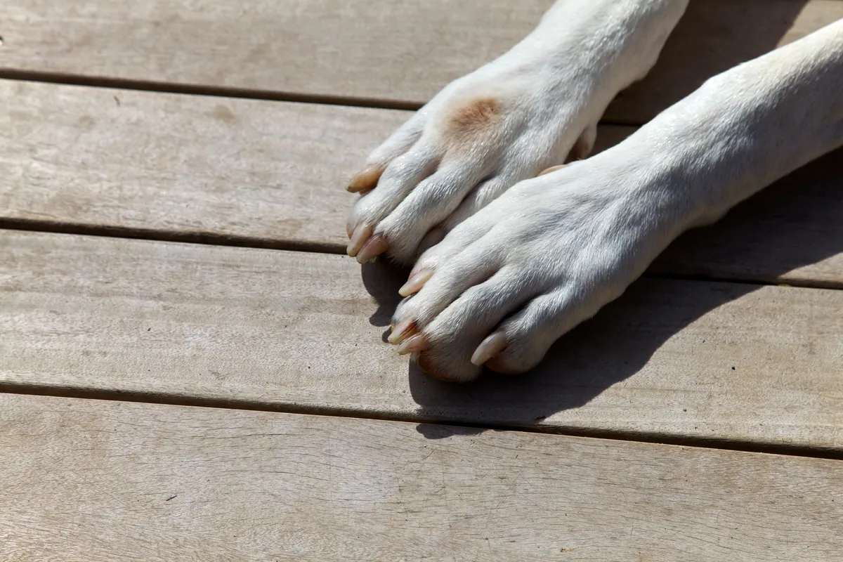 Close-up of white dog's paws on wooden deck in sunlight