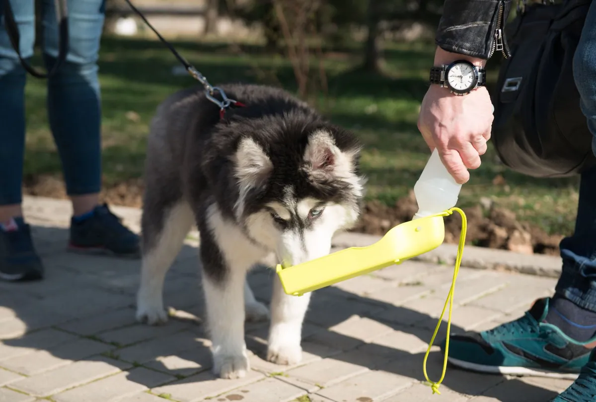 Black and white Husky on leash in park with person