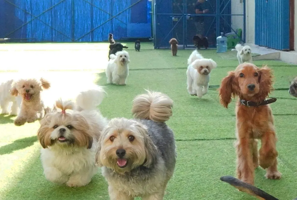 Group of dogs socializing in indoor daycare facility