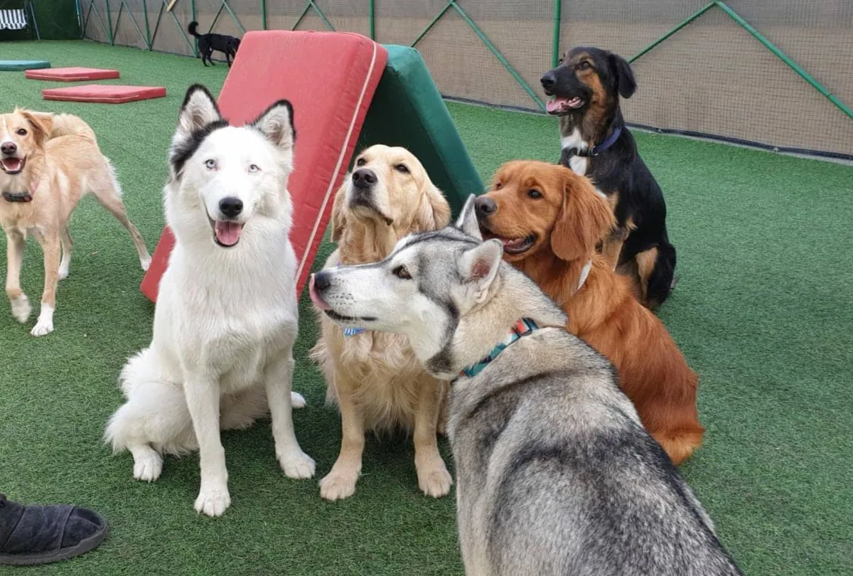 Various dogs in daycare with play tent and toys