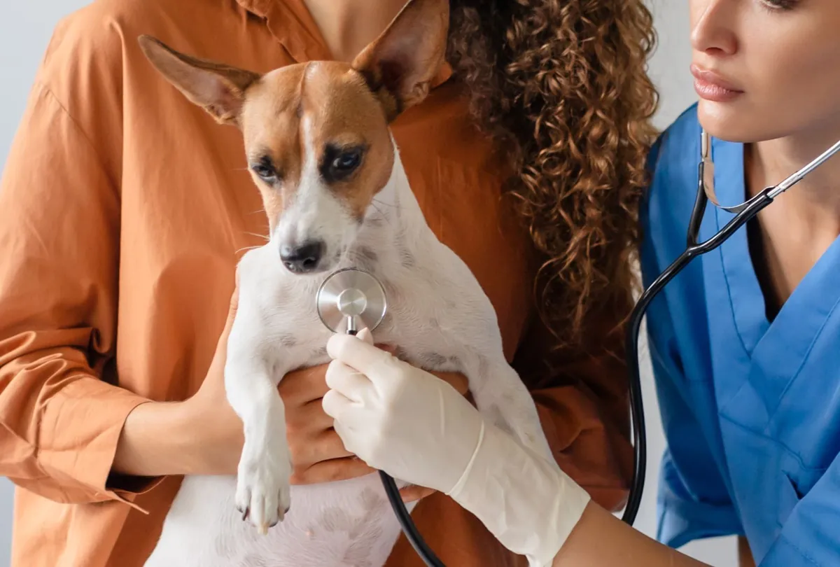Tan and white dog being examined by veterinarian