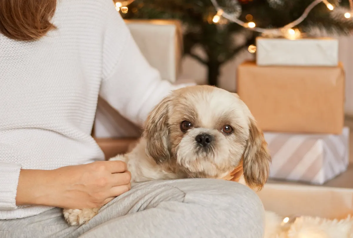 Woman in white sweater holding tan and white Shih Tzu