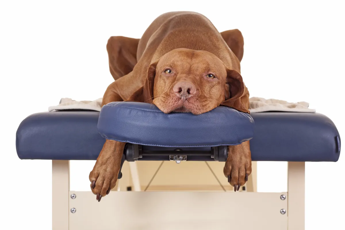 Reddish-brown dog on massage table wrapped in towel