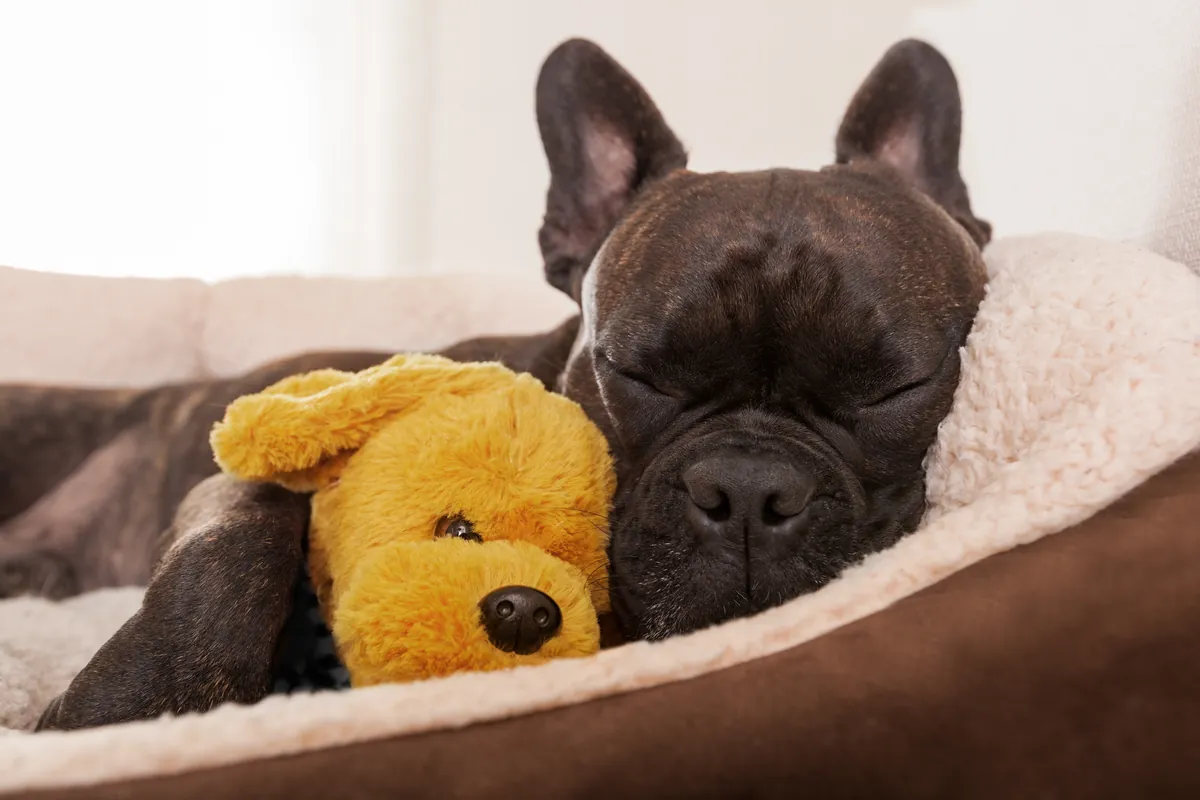 Black French Bulldog sleeping with yellow stuffed toy on bed
