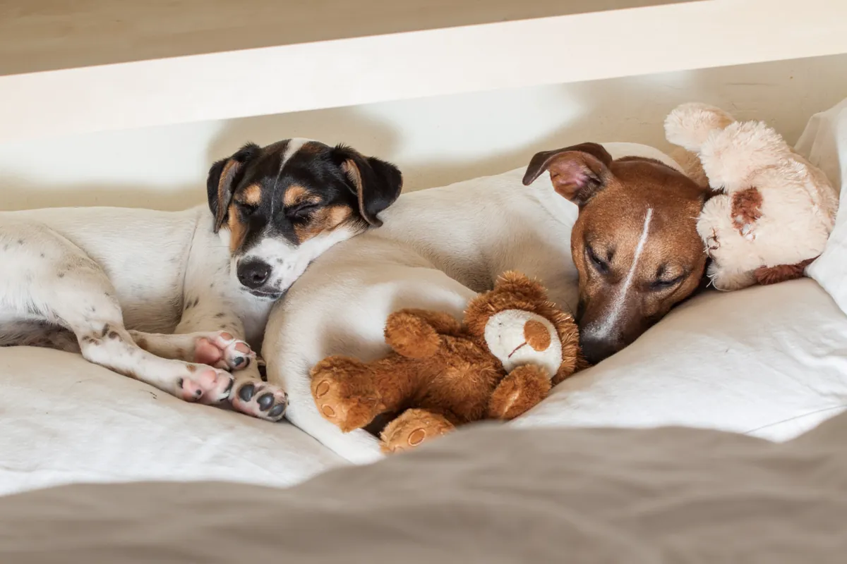 Two dogs sleeping together with plush toys between them