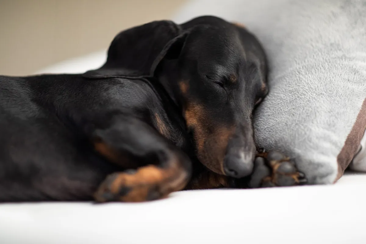 The Best Ways to Improve Dog Sleep: A Guide to Creating a Calm Space