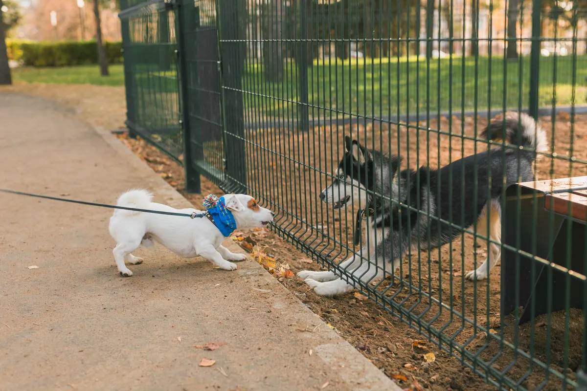 Small white Jack Russell and larger dark Husky meeting through fence