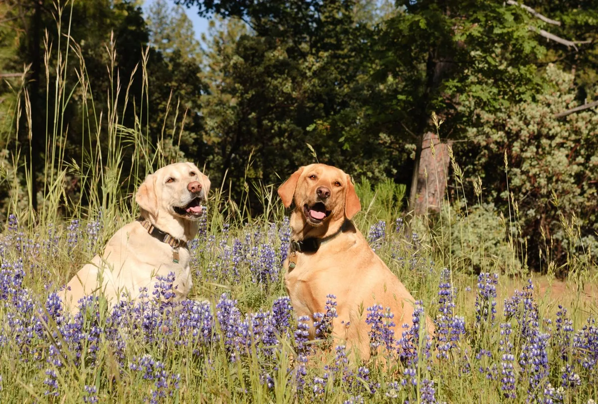 Golden and chocolate Labradors sitting in wildflower meadow
