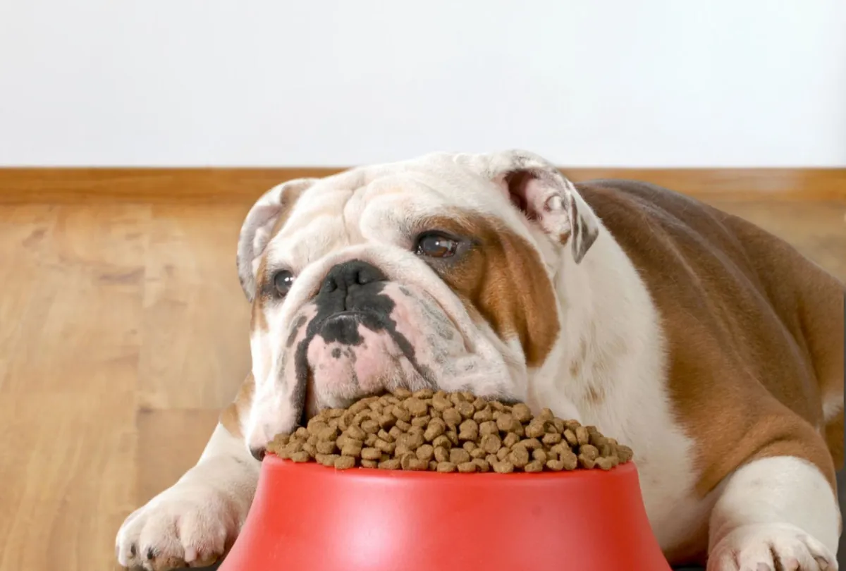 Picky Eater Dog? 5 Fun Ways to Make Mealtime Exciting Again