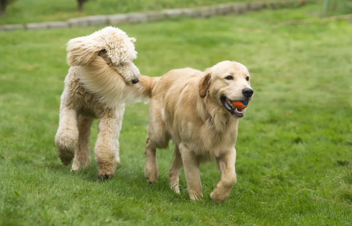 Golden Retriever and Poodle playing together outdoors