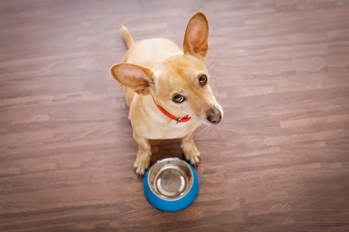 Wet vs. Dry Dog Food: What’s Best for Your Dog’s Health?