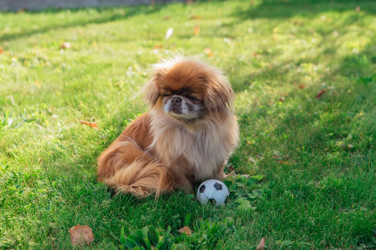 Red-brown Pekingese playing with soccer ball toy on grass