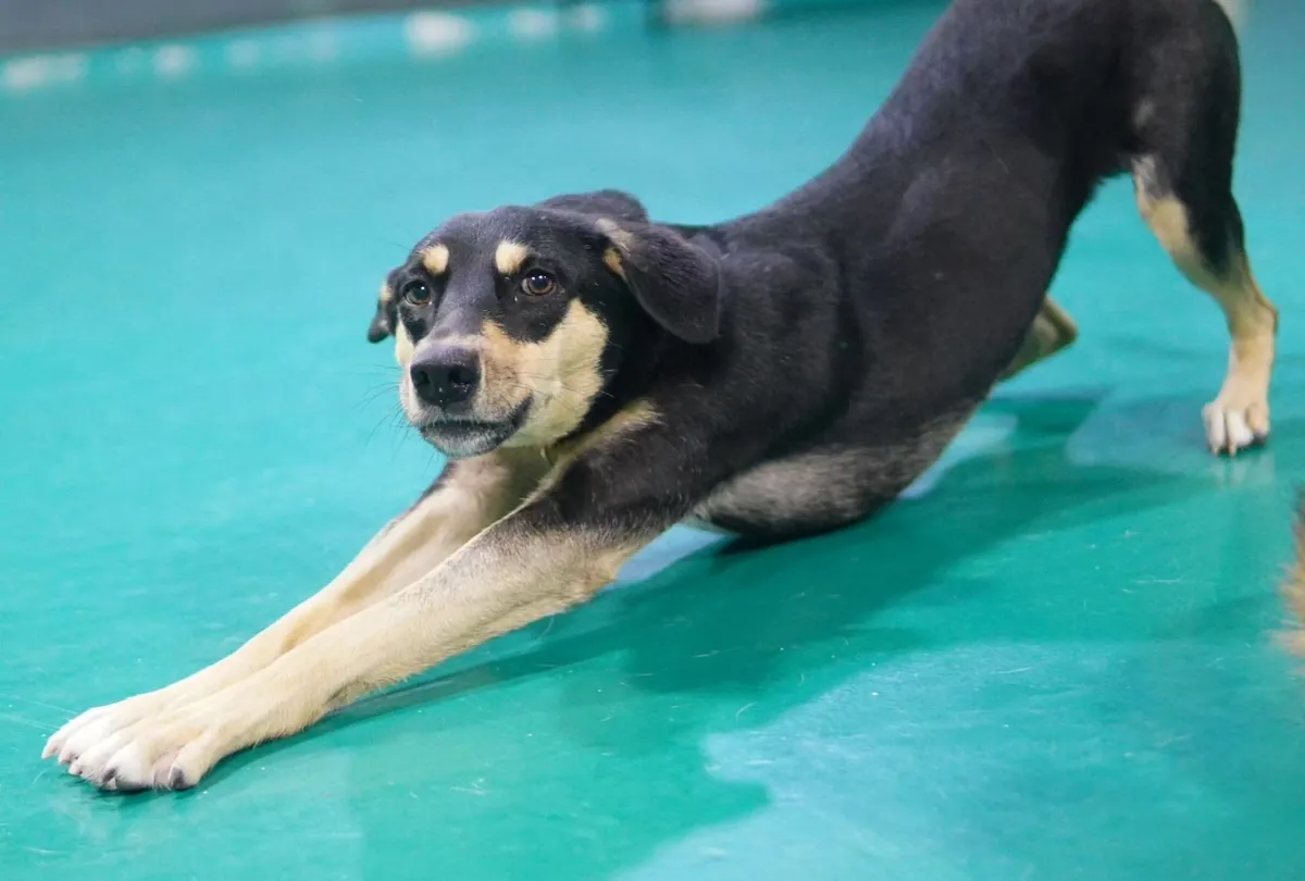Black and tan dog stretching front legs on turquoise mat