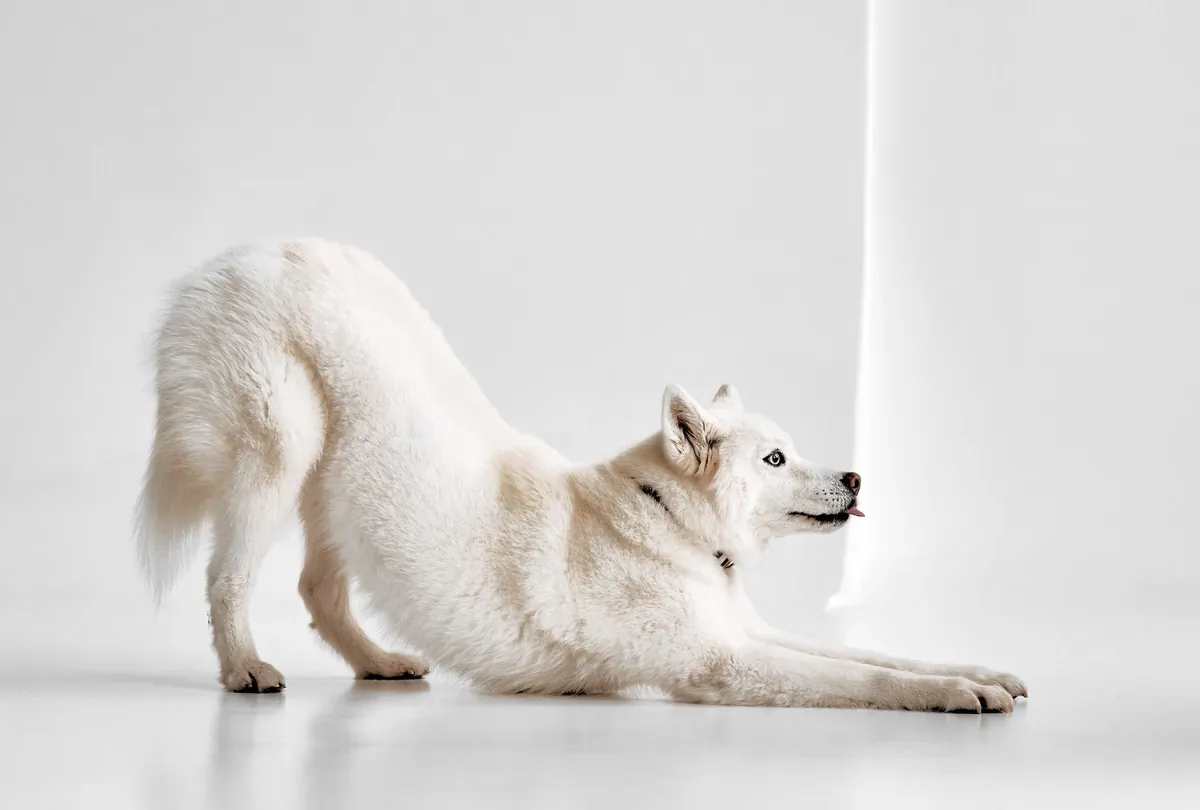Dog Stretching Explained: The Amazing Benefits Behind This Habit