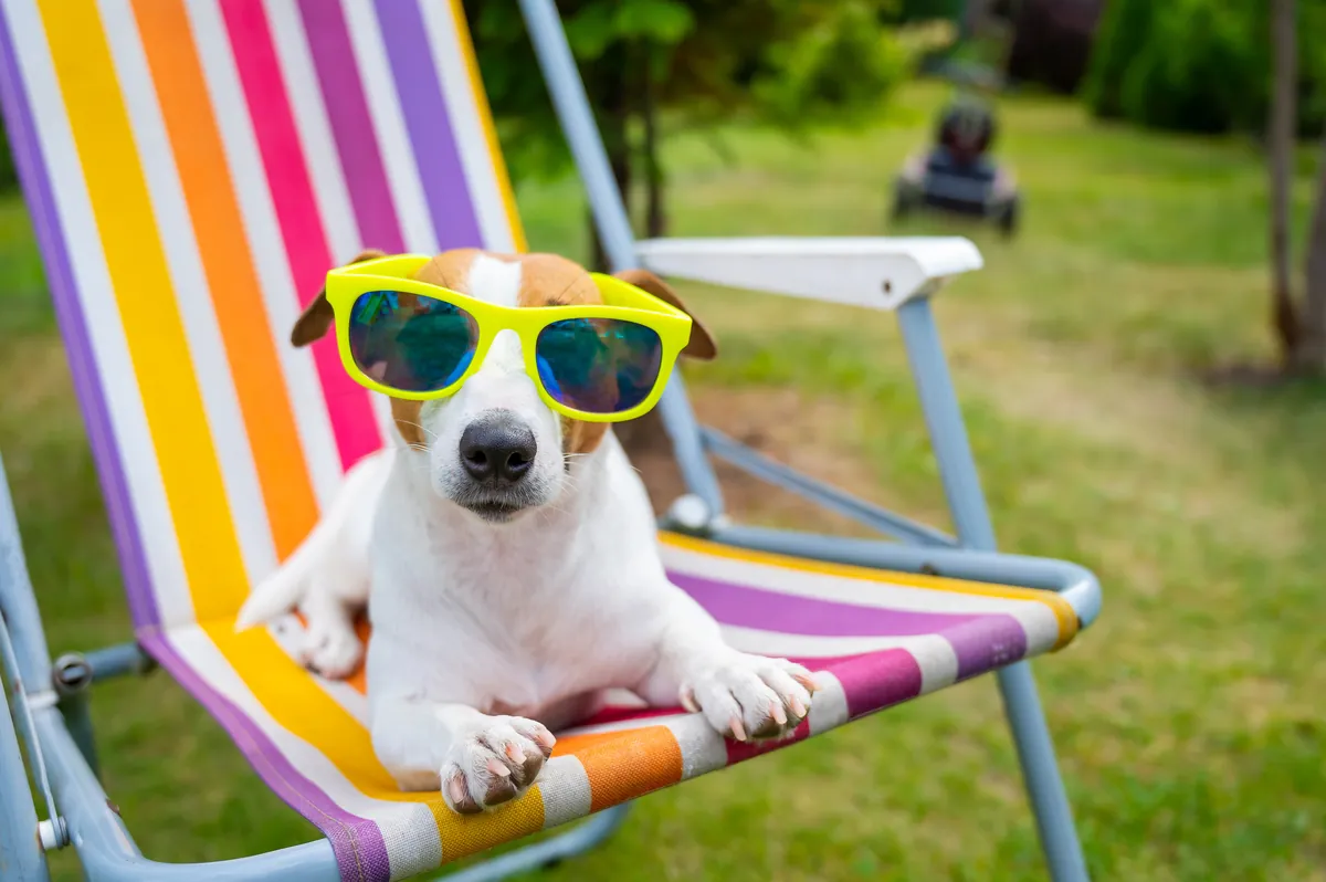 Jack Russell Terrier in lime sunglasses relaxing on beach chair
