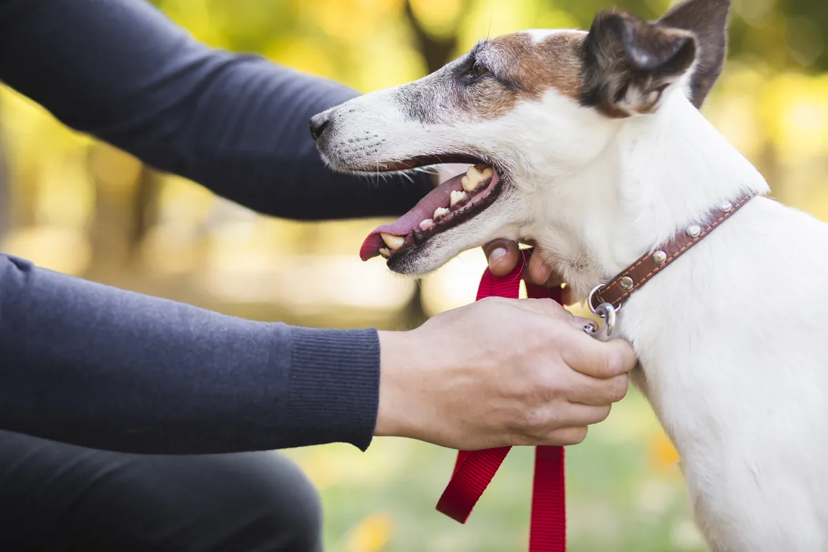 Hands fastening red leash on brown and white dog