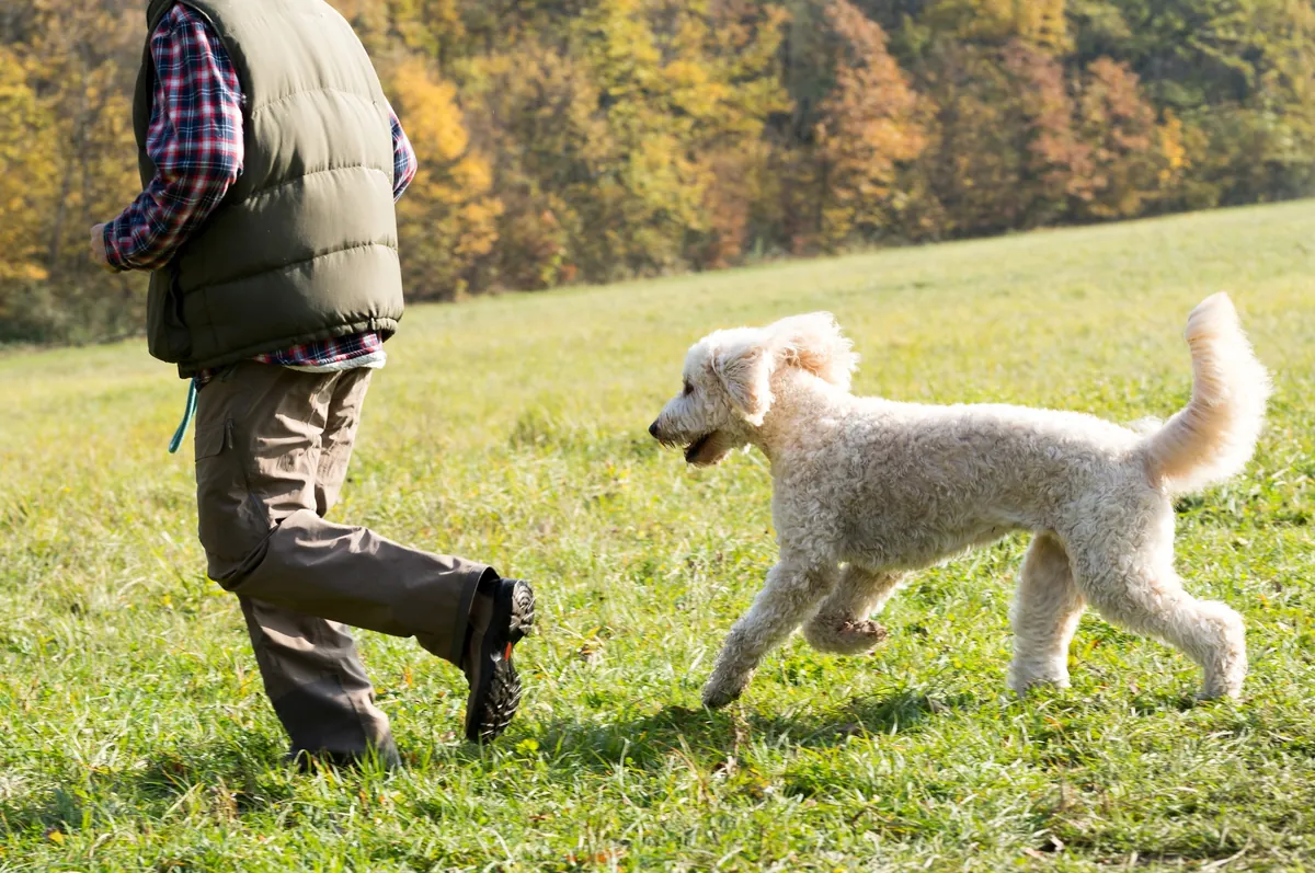 Cream-colored Doodle trotting across grassy field beside person