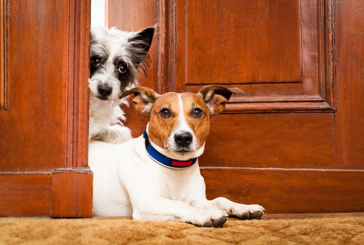 Dog Boarding vs. Dog Sitting: What’s Best for Your Dog’s Personality?
