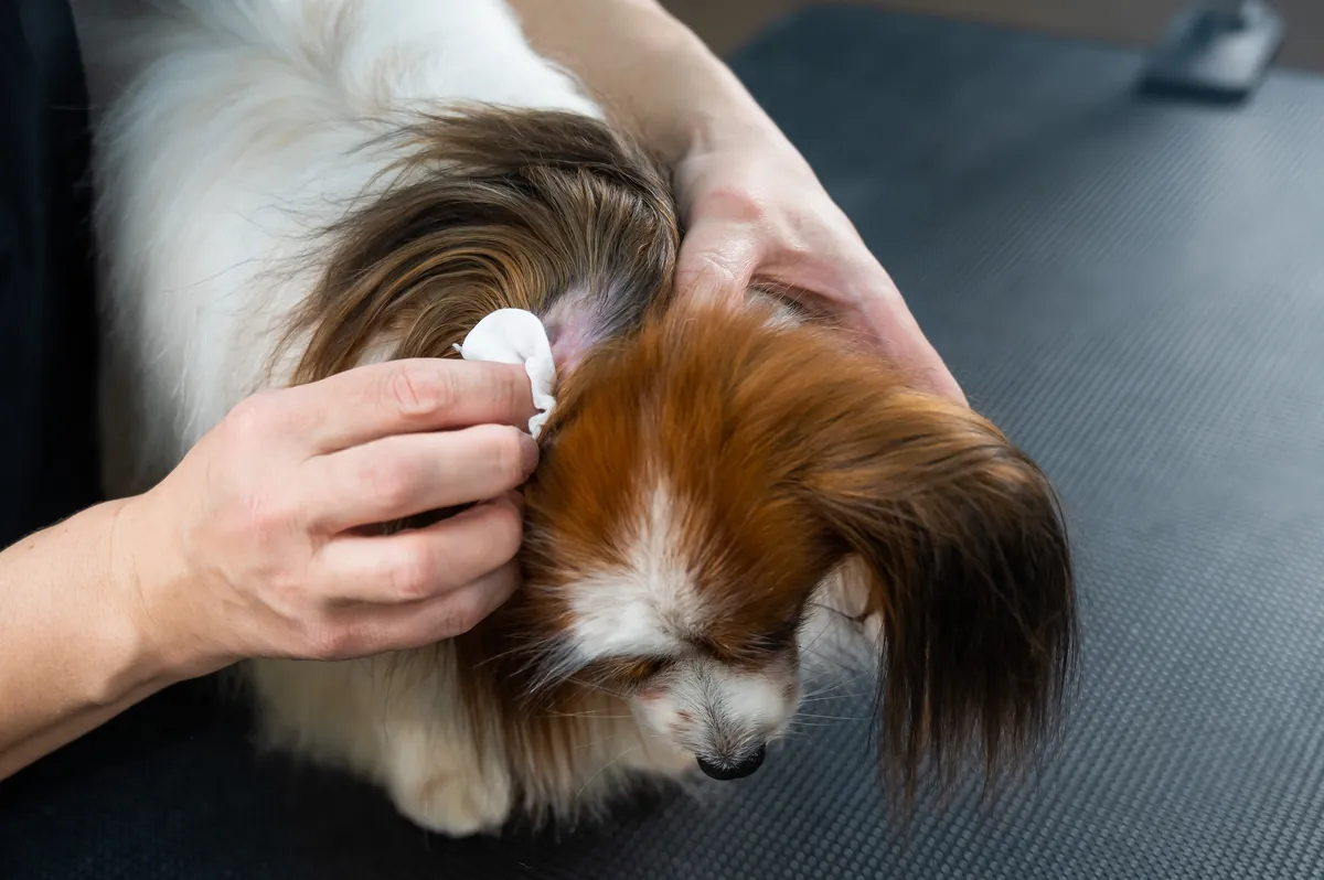 Hands with gloves cleaning small papillon dog's ear with cotton swab