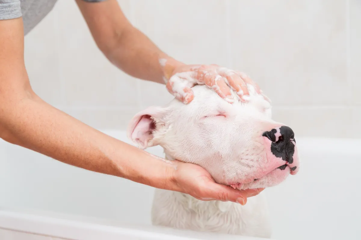 White dog being bathed with hands applying soap and water