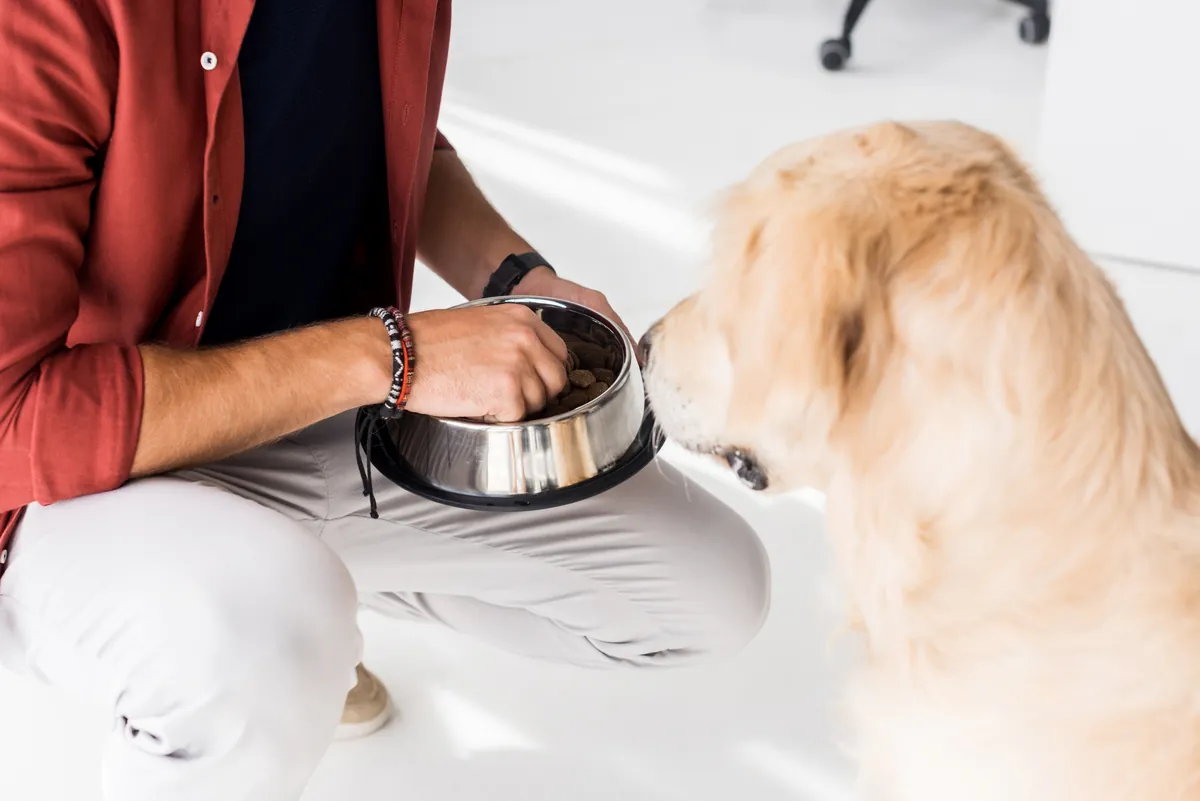 Man's hands feeding golden retriever from metal bowl