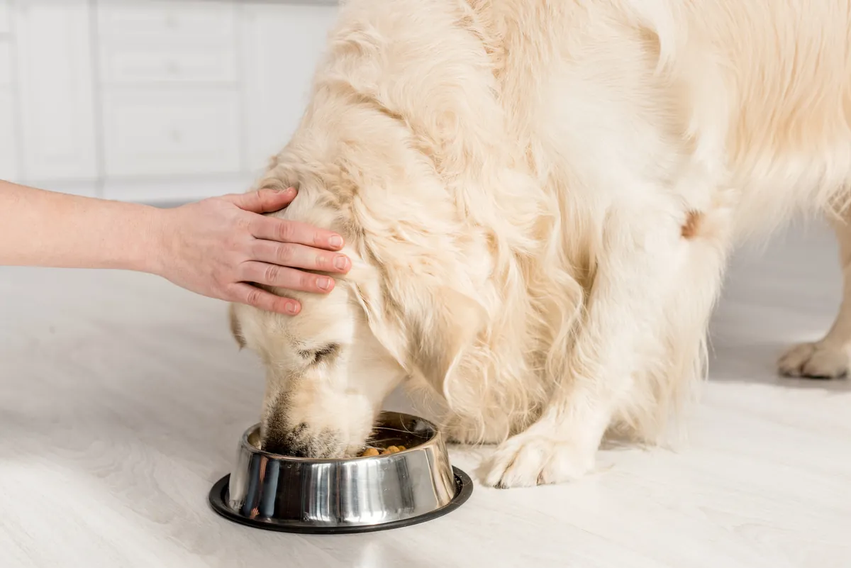 Woman petting golden retriever while it eats from metal bowl