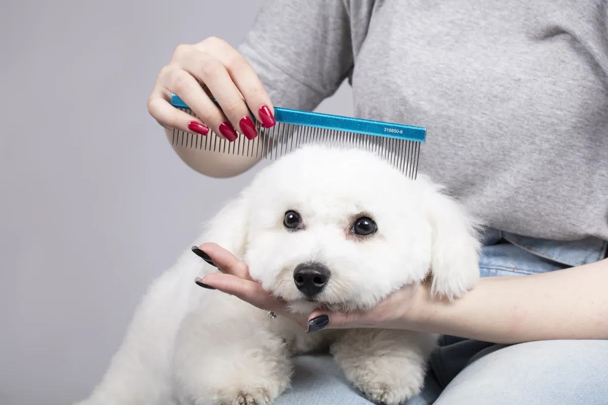 White Bichon Frise being groomed with comb in professional salon