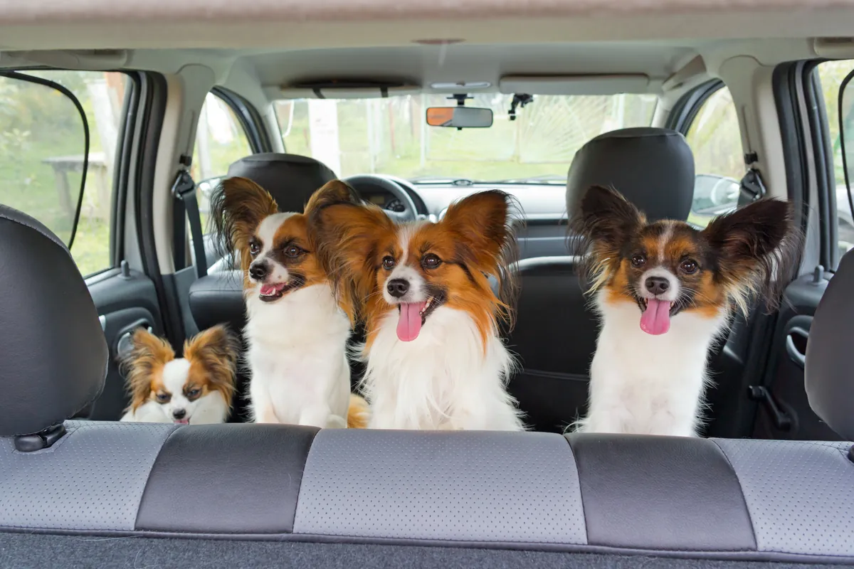 Four brown and white papillon dogs sitting in car back seat