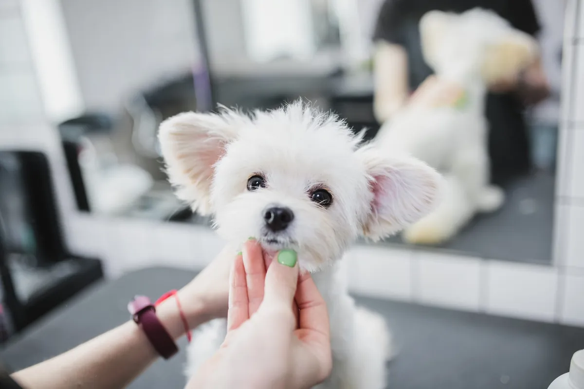 Grooming Puppies: How to Start Early for a Lifetime of Comfort