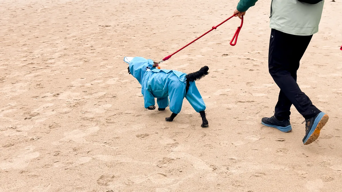 Black dog in blue raincoat walking on beach with owner