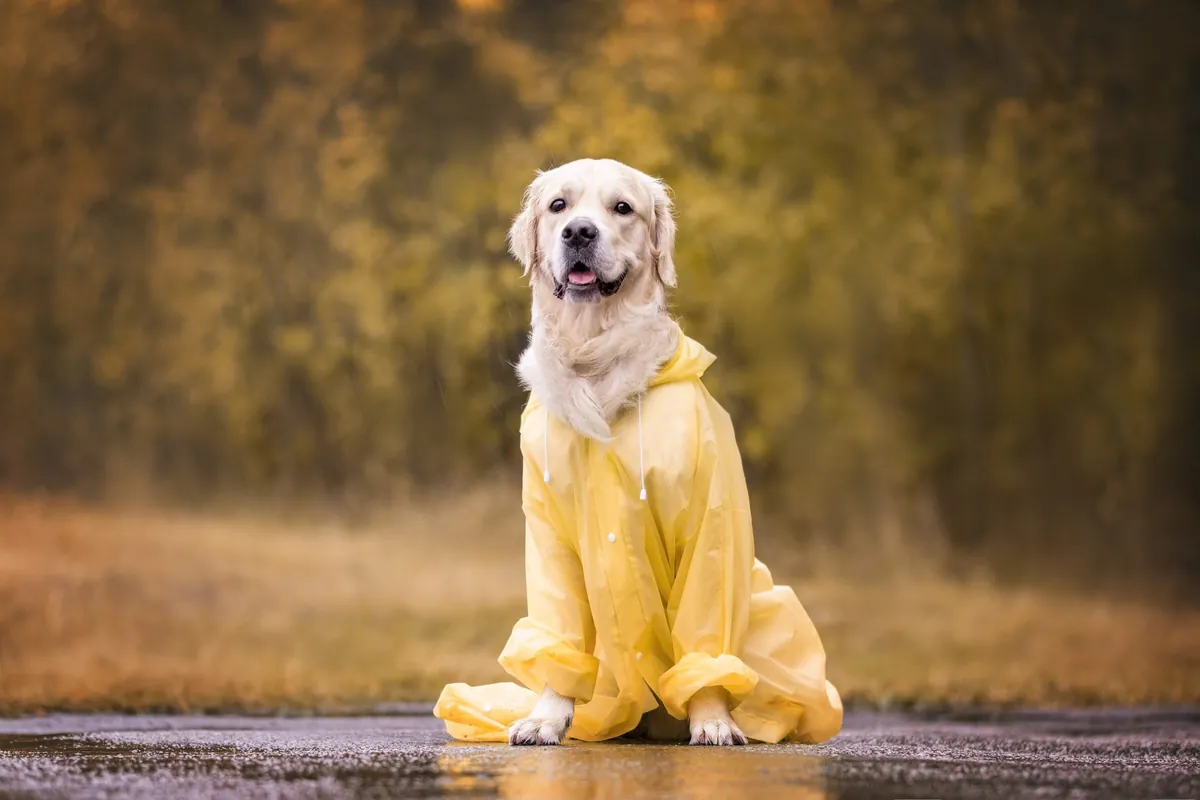 Rainy Season Dog Care: Safety and Health Tips Every Owner Should Know