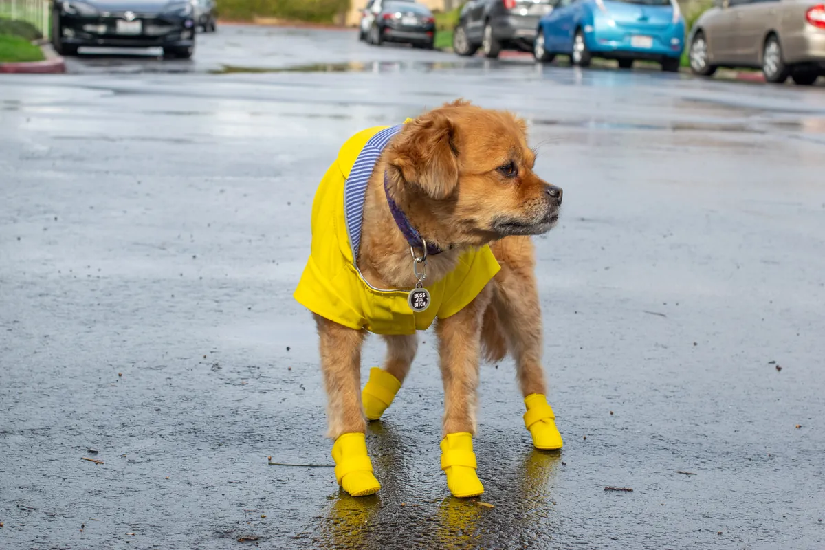 Golden Labrador wearing yellow raincoat and boots on wet pavement