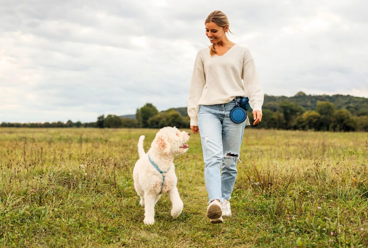 Woman with retractable leash walking white poodle in field