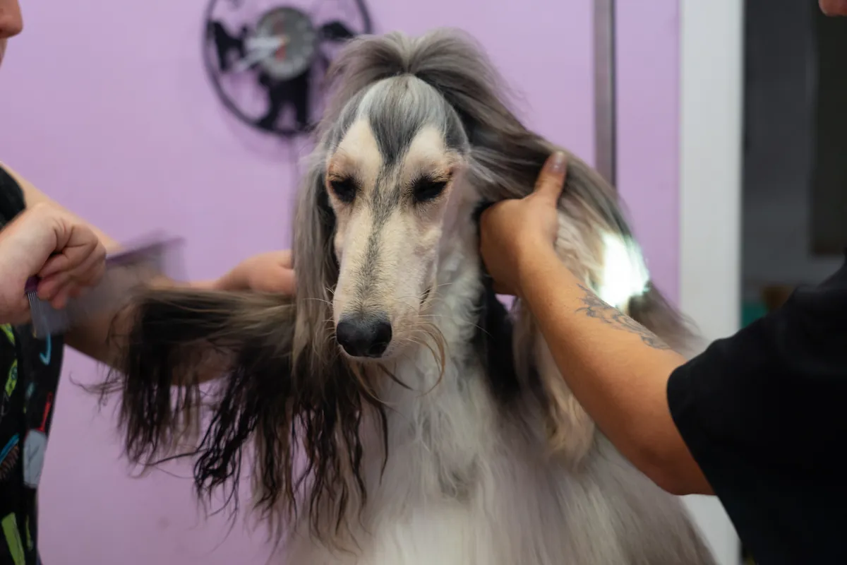 Afghan hound with pink bow being groomed with paddle brush