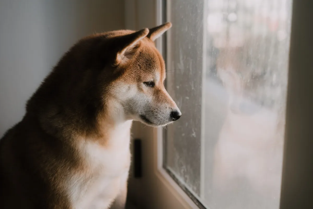 Is Your Dog Lonely While You’re Away? Here’s How Pet Sitting Can Help