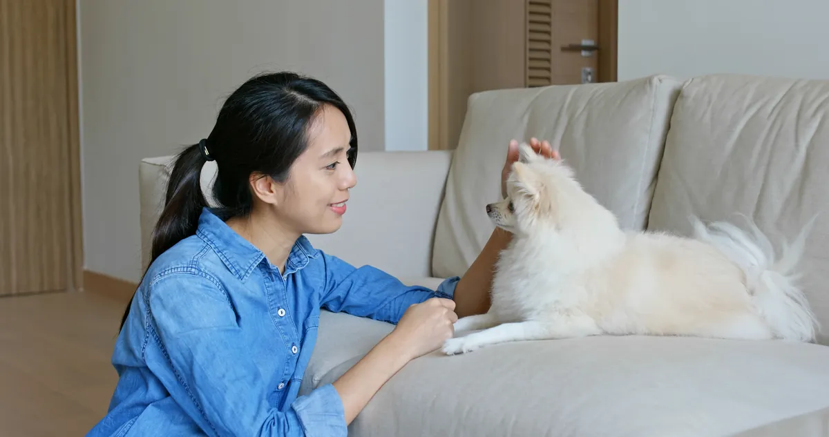 Woman in denim shirt cuddling white Pomeranian on beige couch