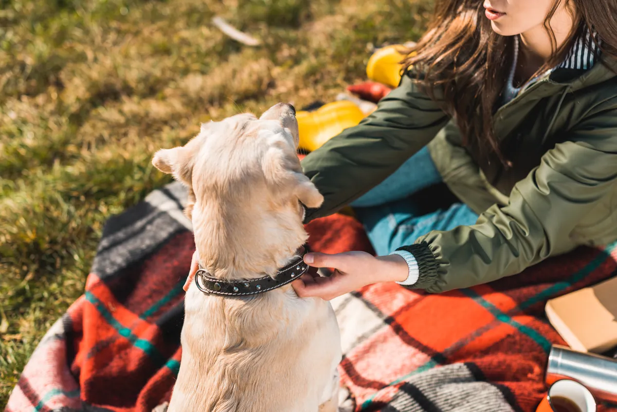 Woman adjusting a black harness on a cream-colored fluffy dog on a picnic blanket