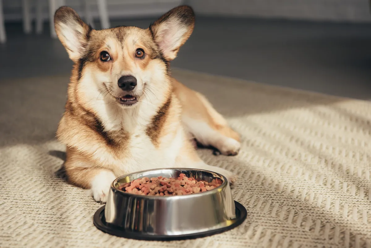 Understanding Dog Food Allergies vs. Intolerances: How to Adapt Their Diet