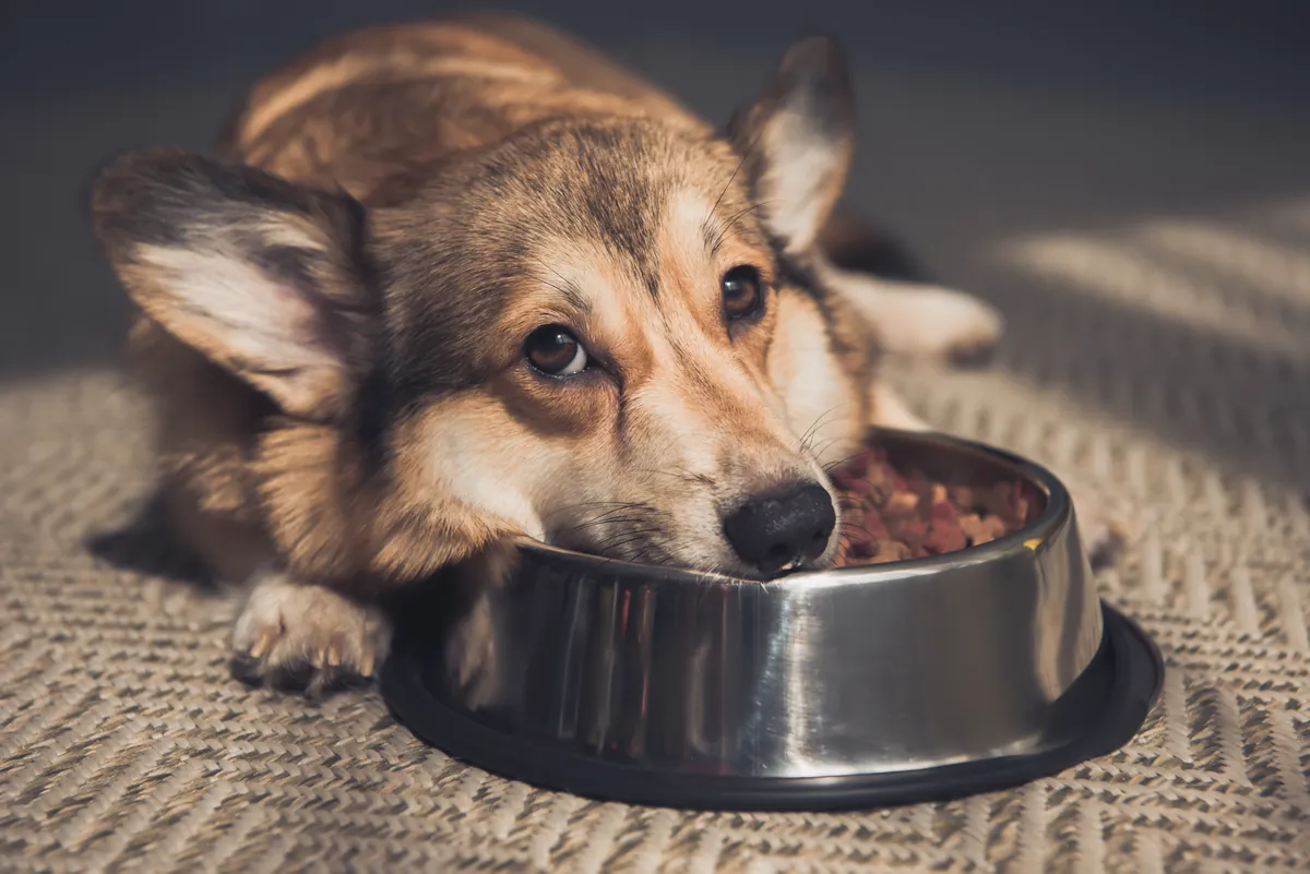 Brown and white corgi lying down next to a full stainless steel food bowl